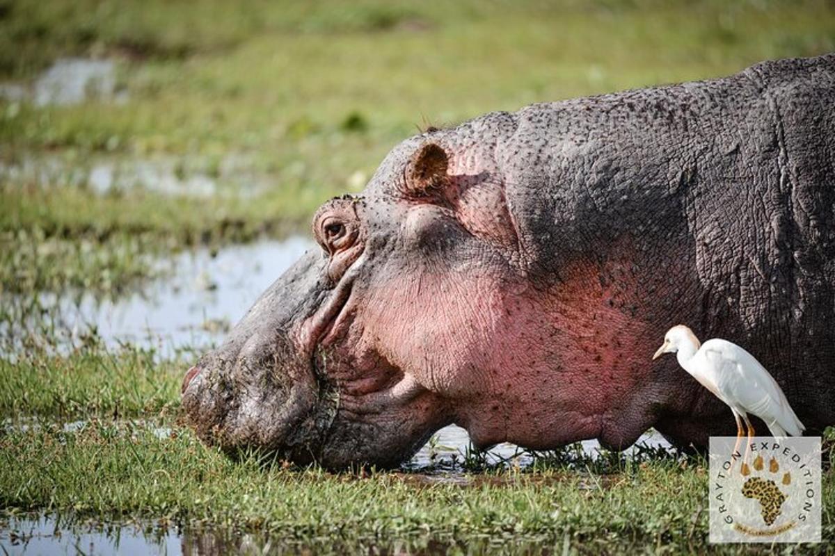 Un cerdo grande en un charco de agua con un pájaro.
