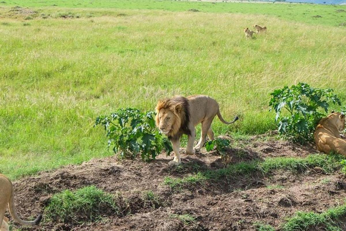 Un león parado en la tierra de un campo
