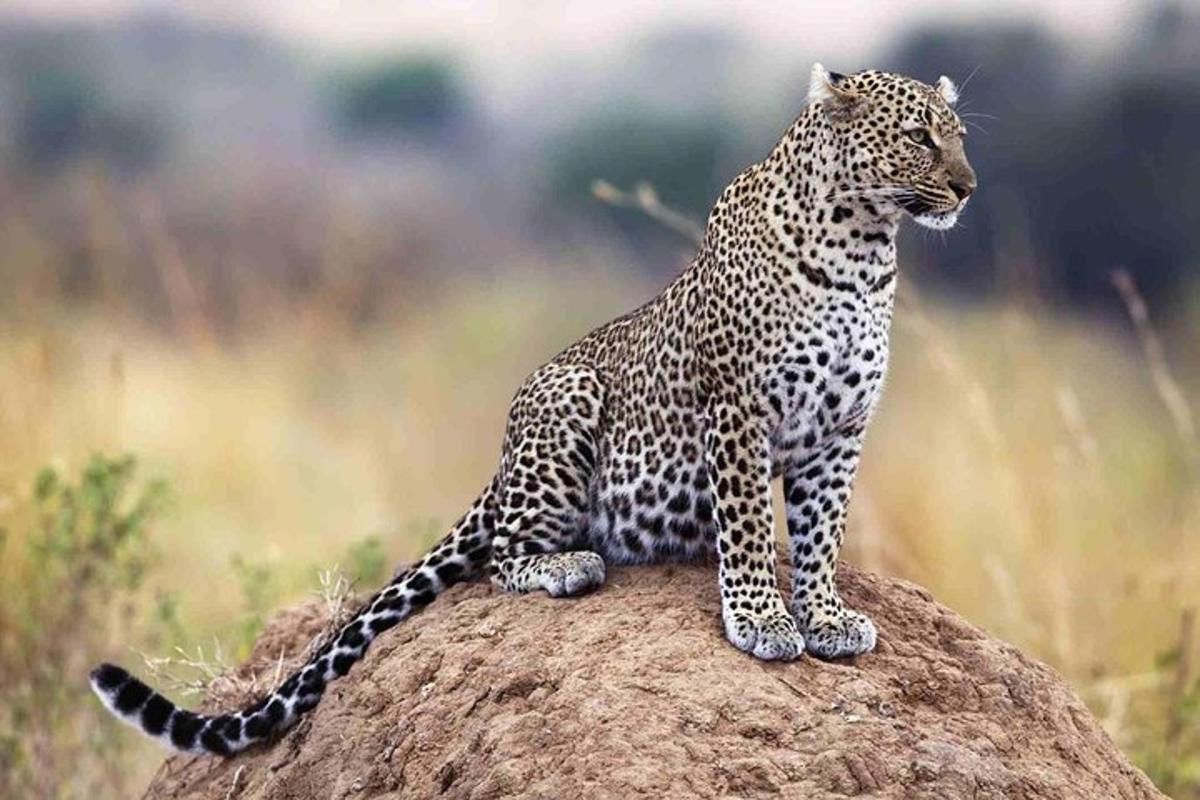 un leopardo sentado en lo alto de una roca