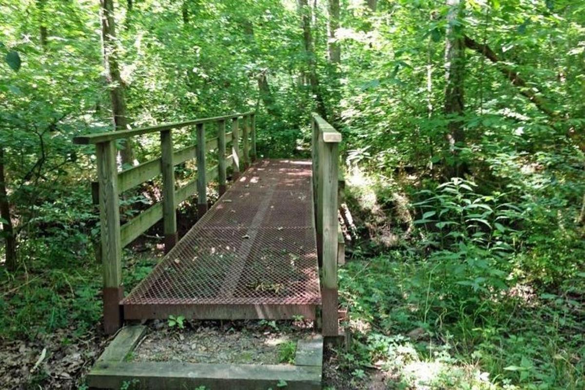 jembatan kayu di tengah hutan