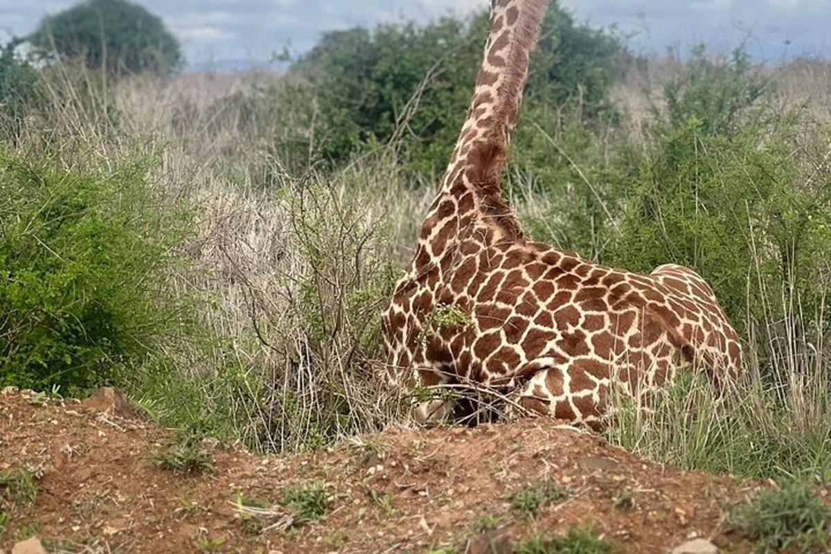 uma girafa parada na grama em um campo