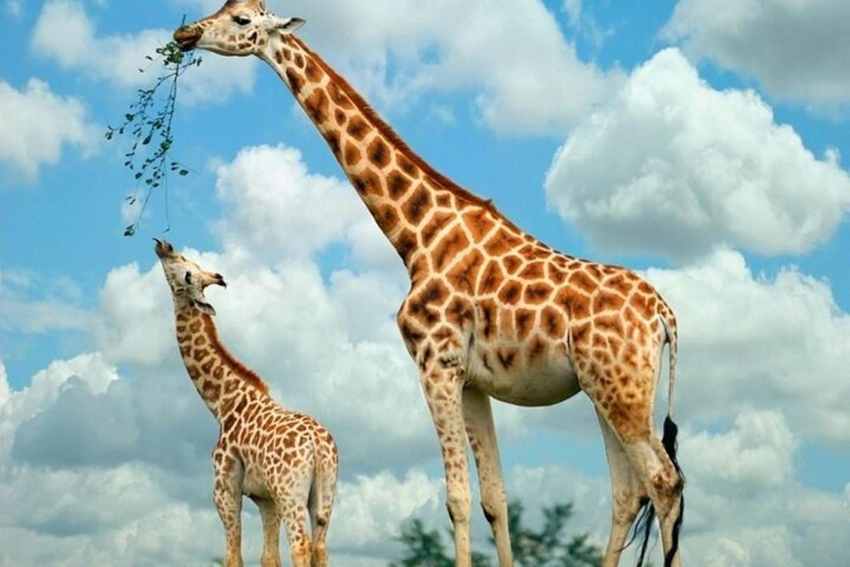duas girafas em pé ao lado de uma girafa bebê comendo folhas