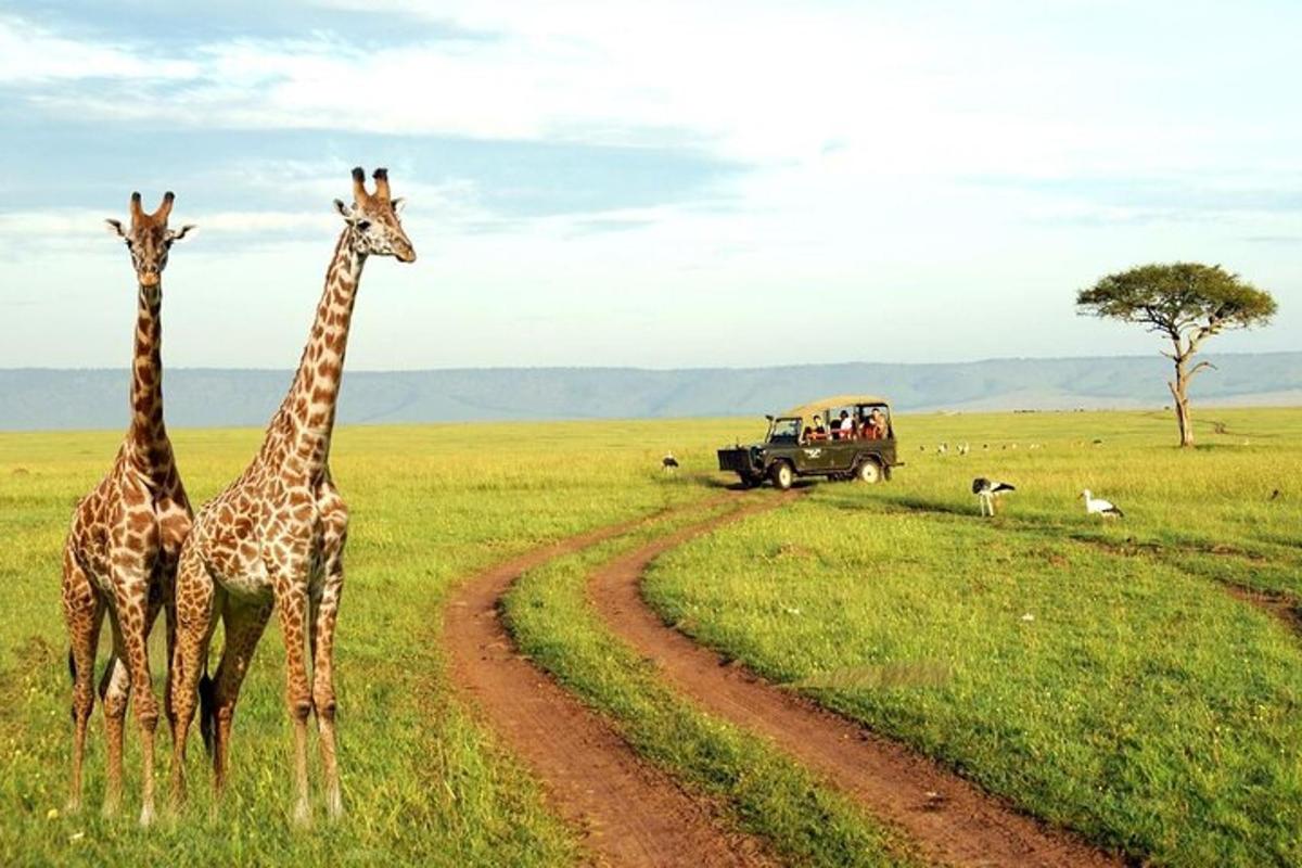 two giraffes standing next to a truck on a field