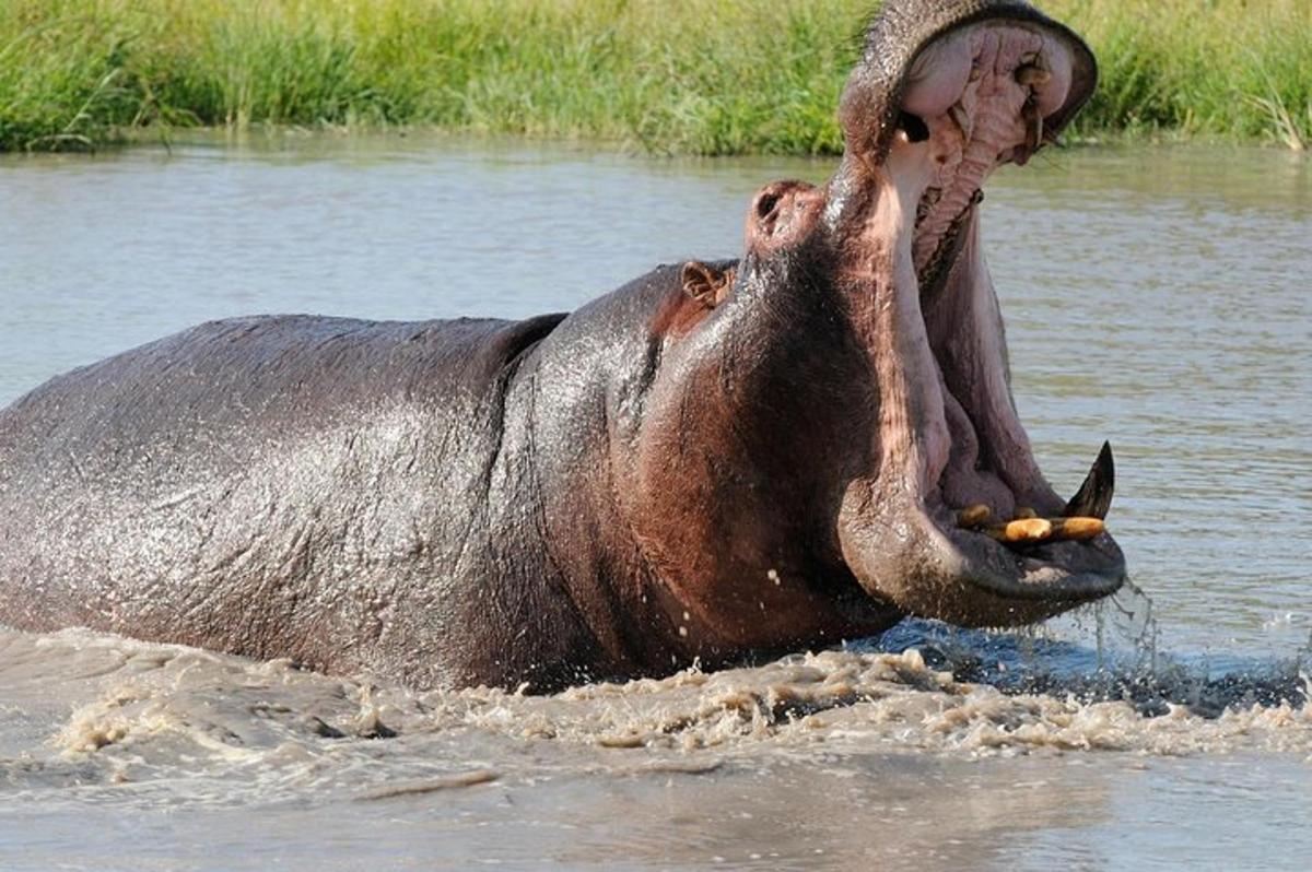 an elephant in the water with its mouth open
