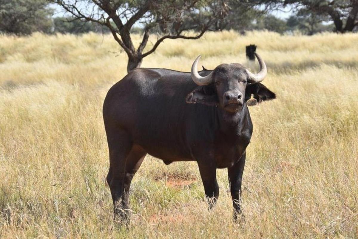 seekor lembu jantan dengan tanduk berdiri di padang