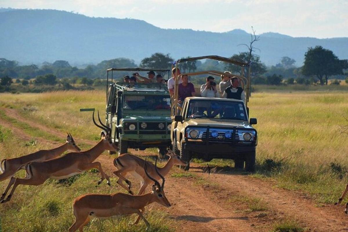un grup de oameni într-un jeep și o turmă de căprioare