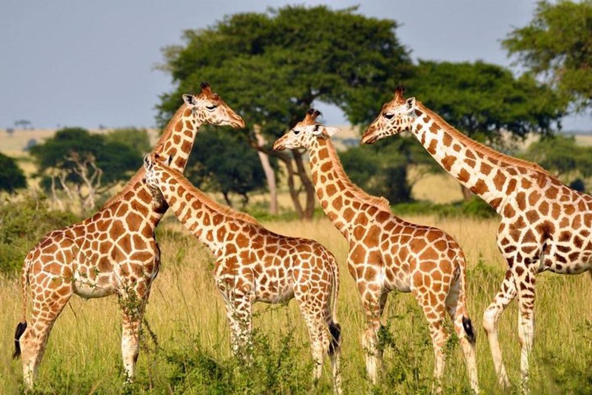 un grup de girafes dempeus en un camp