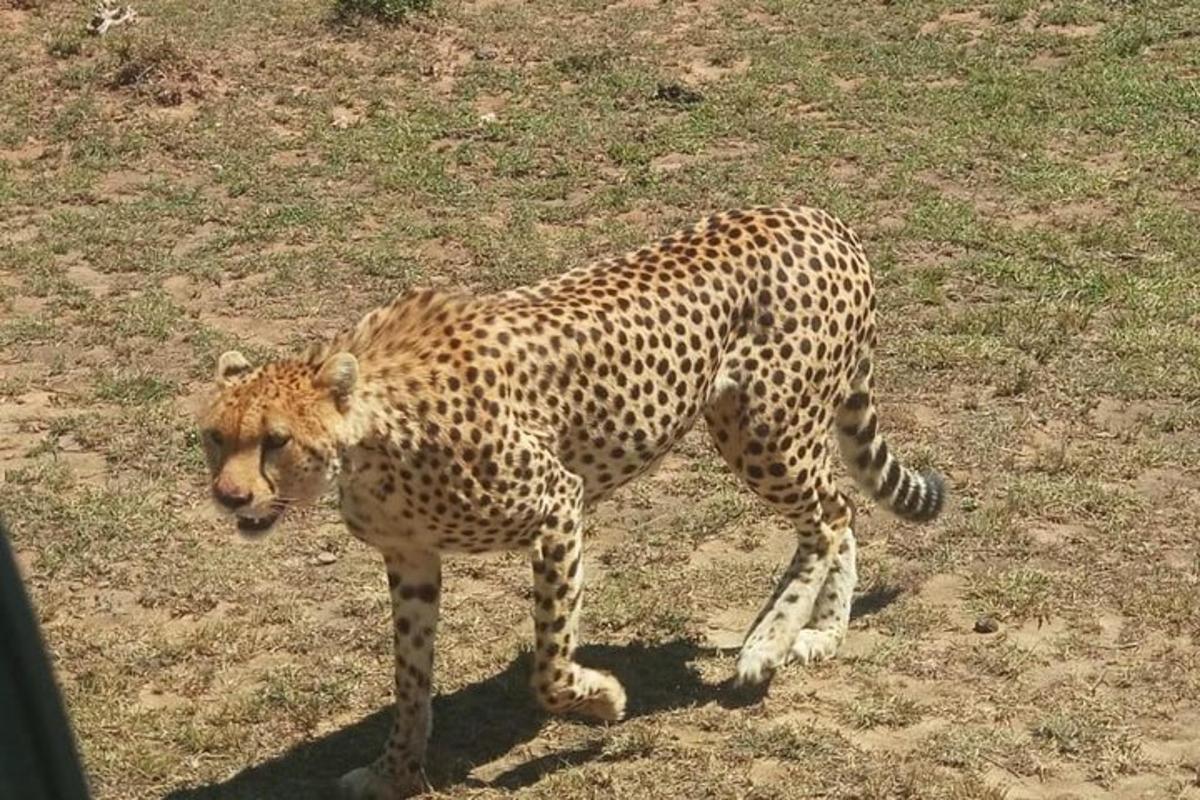 een cheeta die op het gras in een veld staat