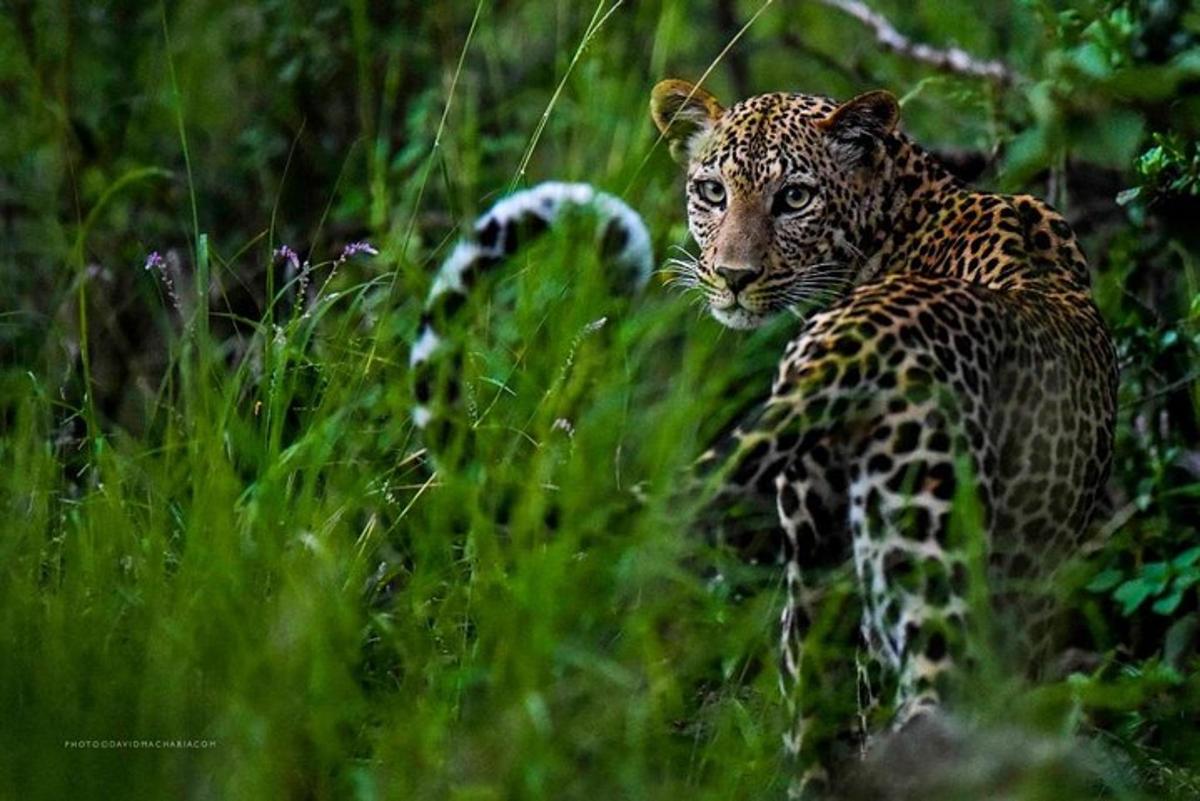 leopard procházející se polem vysoké trávy