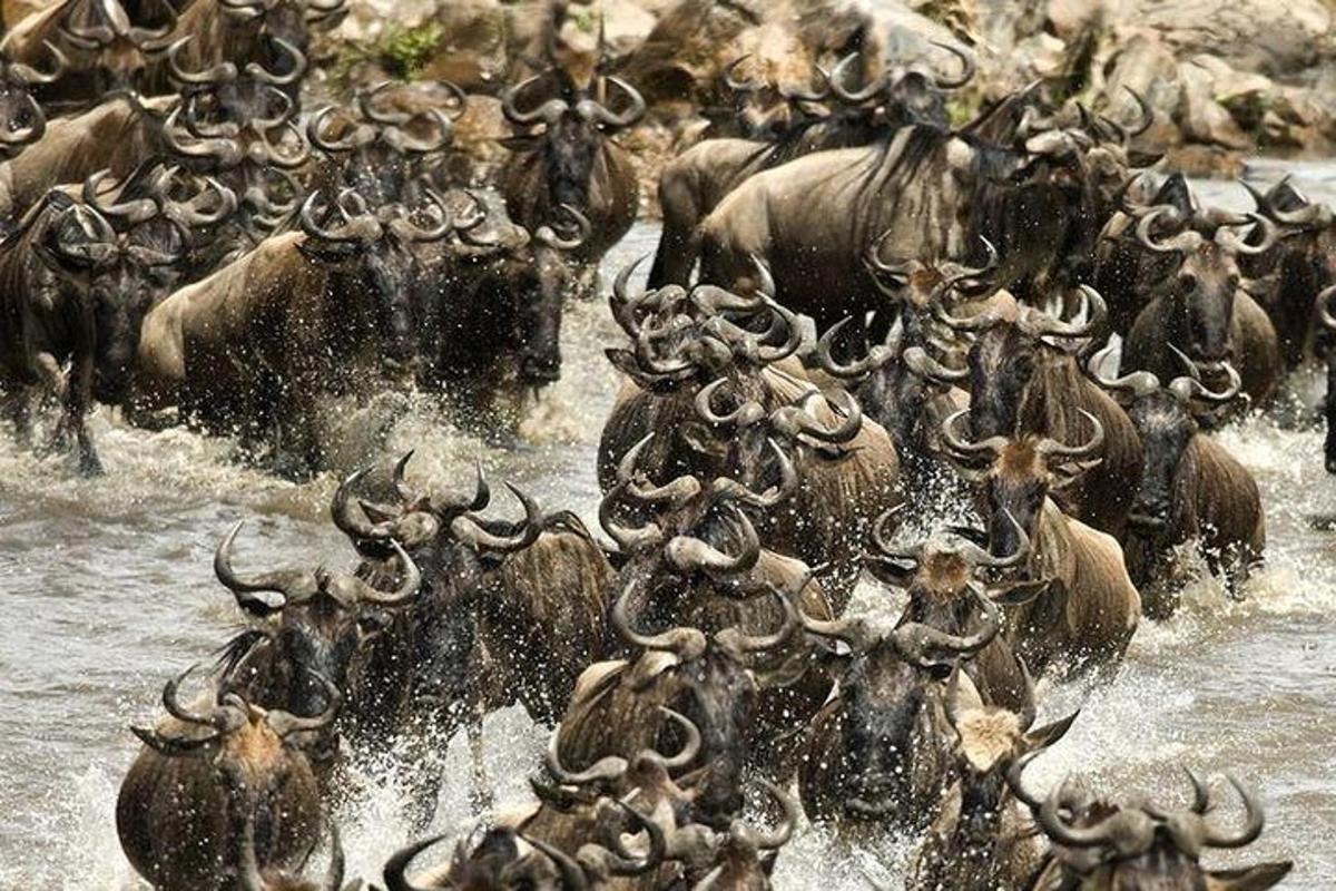 a herd of animals running in the water