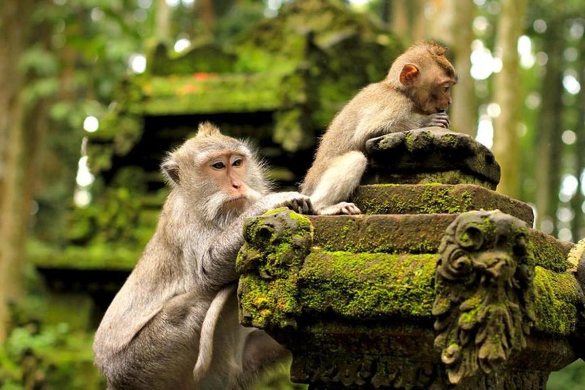 dois macacos sentados no topo de um pilar de pedra