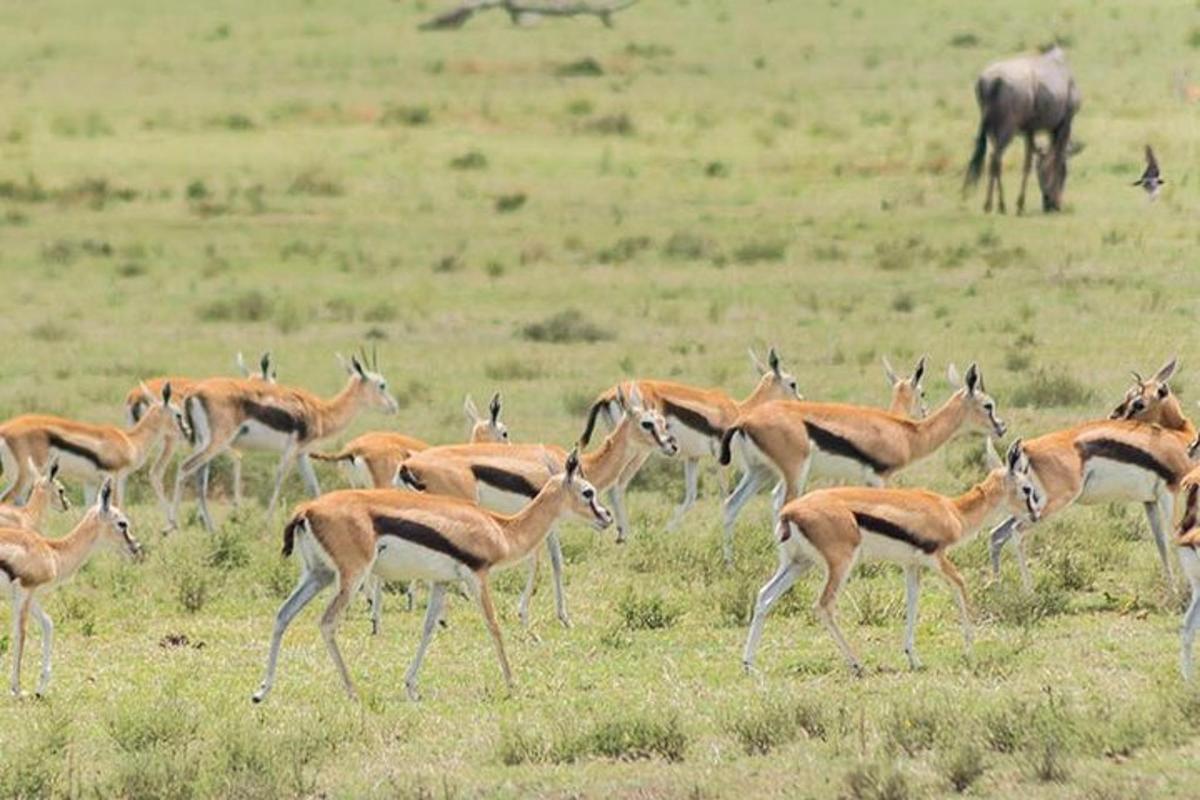 a herd of gazelles in a field
