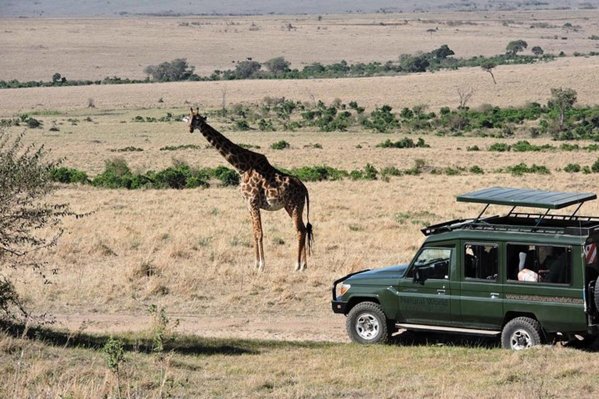 a giraffe standing in a field next to a green vehicle