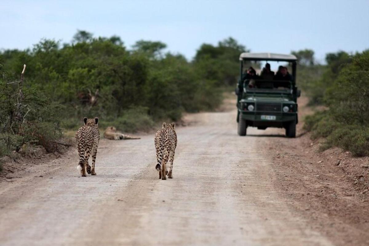 deux guépards marchant sur un chemin de terre avec un véhicule