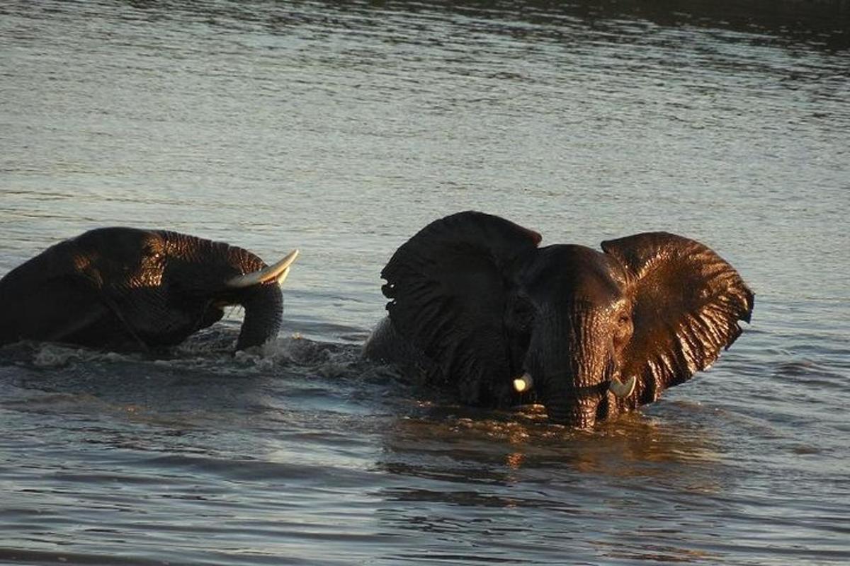 dua ekor gajah berdiri di dalam air