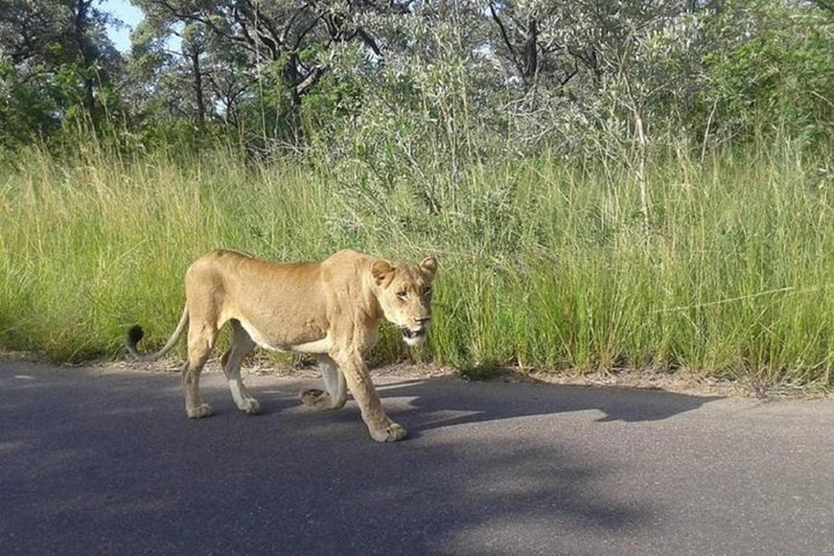 seekor singa berjalan di jalan di jalan