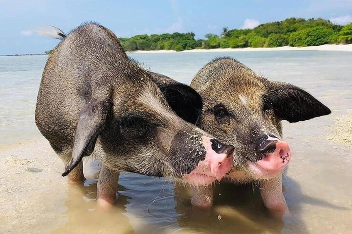 two pigs standing in the water on a beach