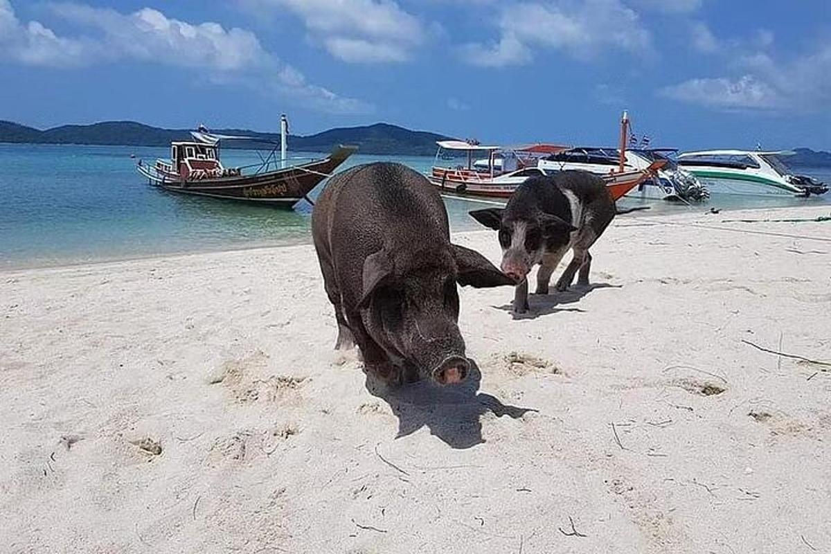 two cows on a beach with boats in the water