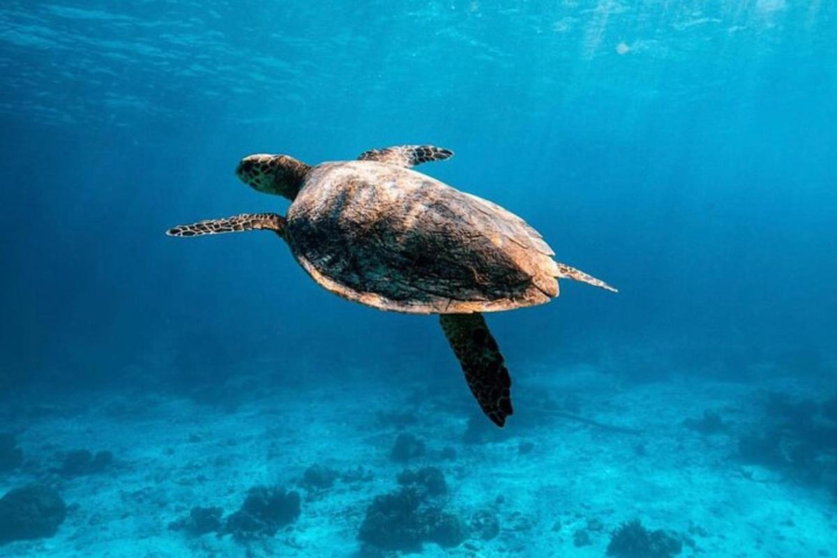una tortuga verda nedant a l'aigua