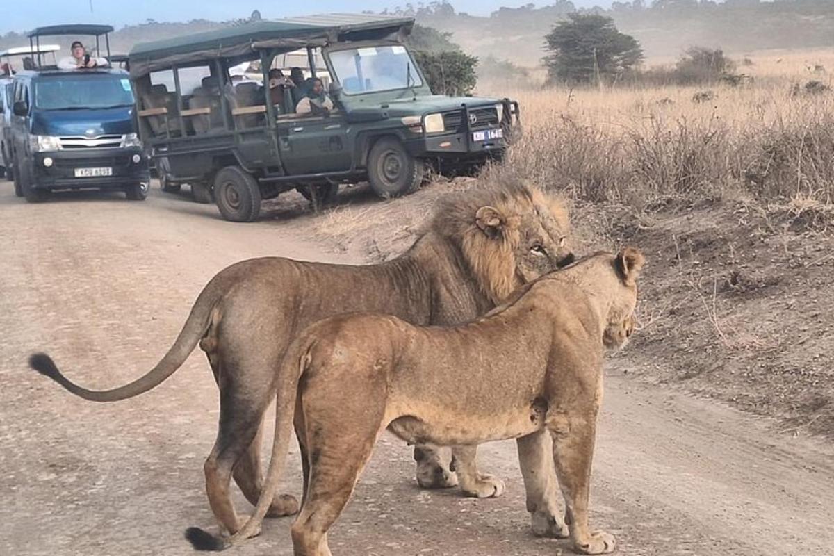 a lion and a lion cub standing on a dirt road