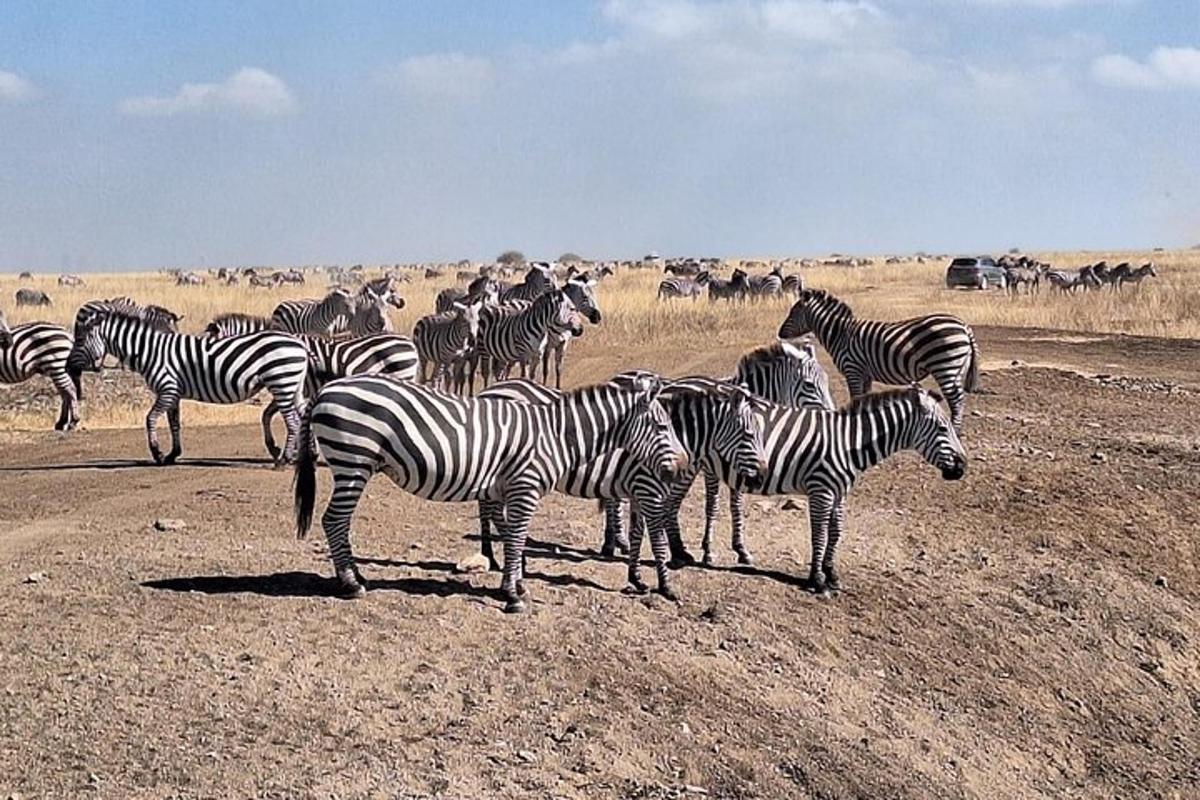 a herd of zebras standing in a field