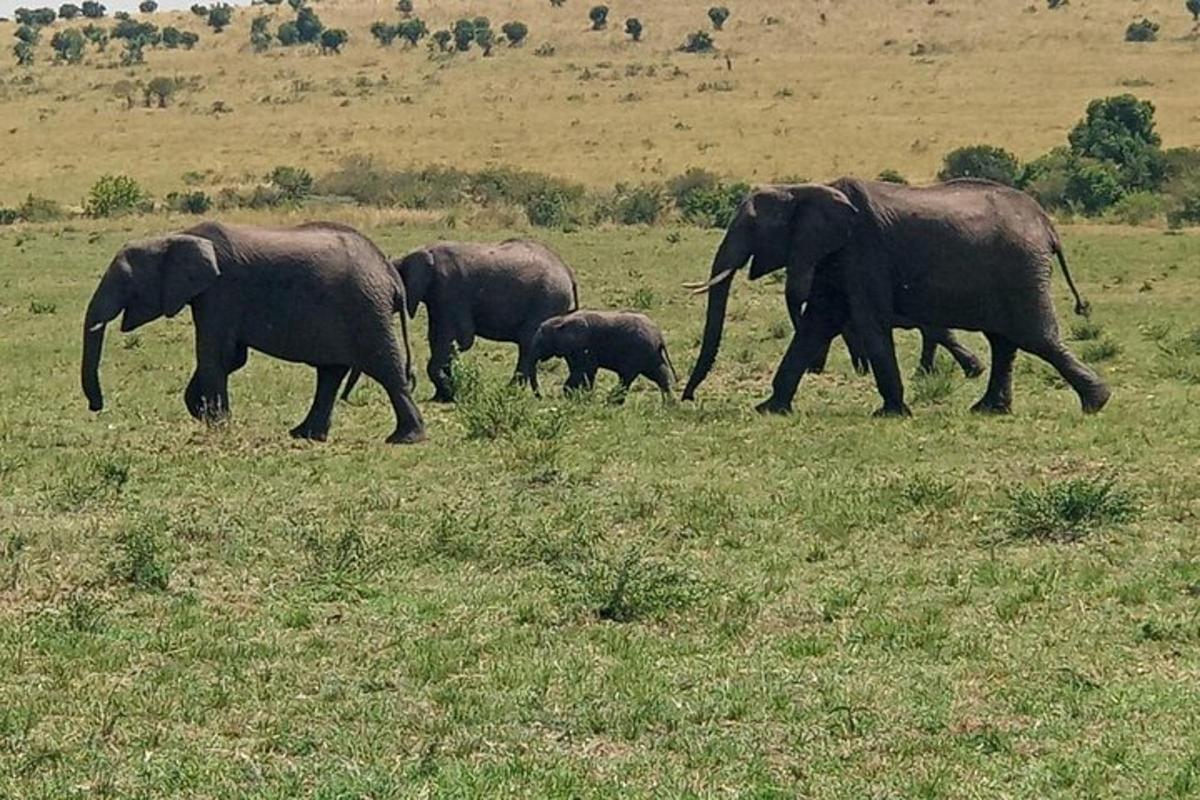 una mandria di elefanti che camminano in un campo