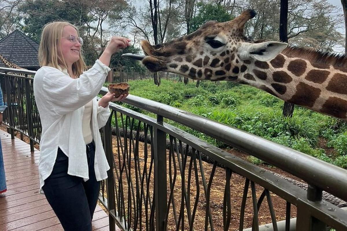 eine Frau füttert eine Giraffe über einen Zaun
