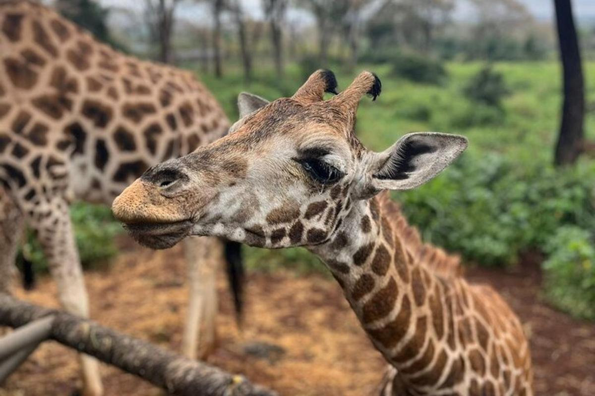 ein Giraffenbaby steht neben einer erwachsenen Giraffe