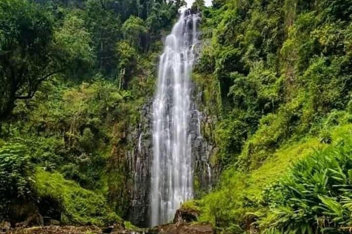 una cascata nel mezzo di una lussureggiante foresta verde
