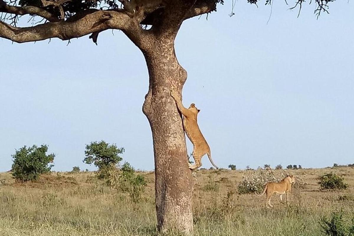 un gatto in piedi sulla cima di un albero