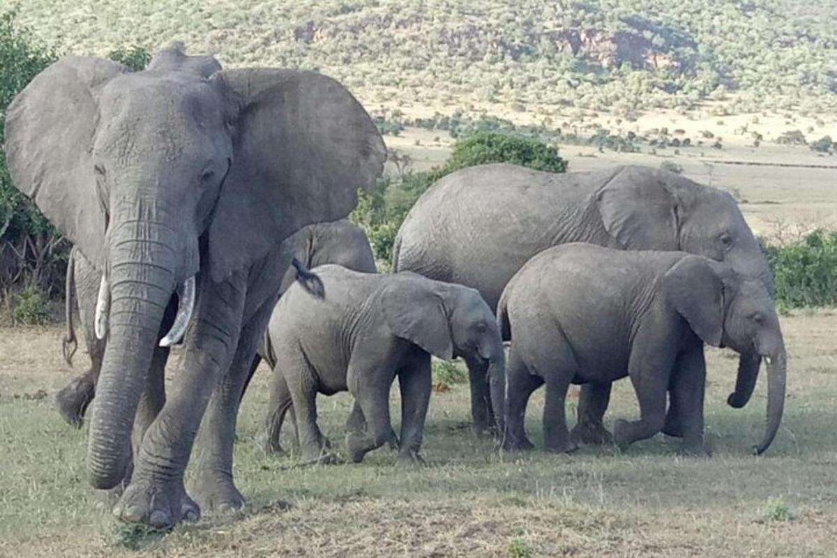 un gruppo di elefanti che camminano in un campo