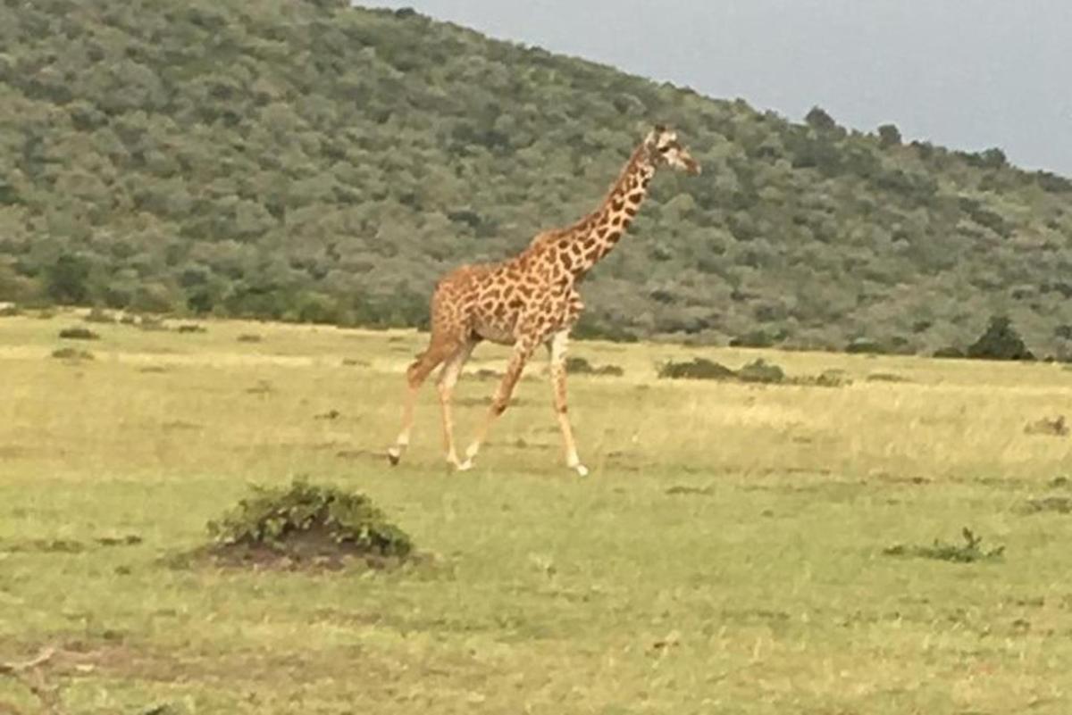 una giraffa che corre in un campo d'erba