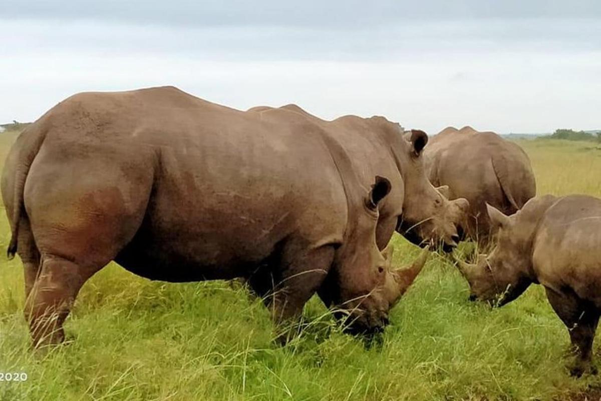 sekumpulan gajah sedang meragut rumput