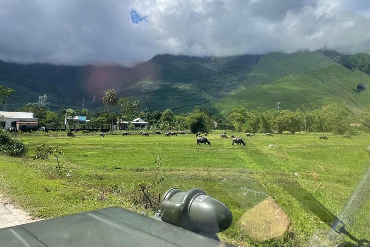 una vista di una mandria di animali in un campo
