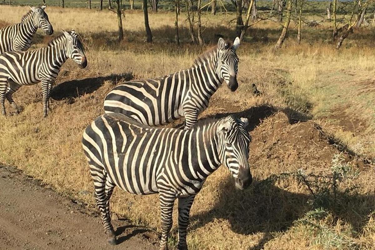 en gruppe zebraer stående i en mark