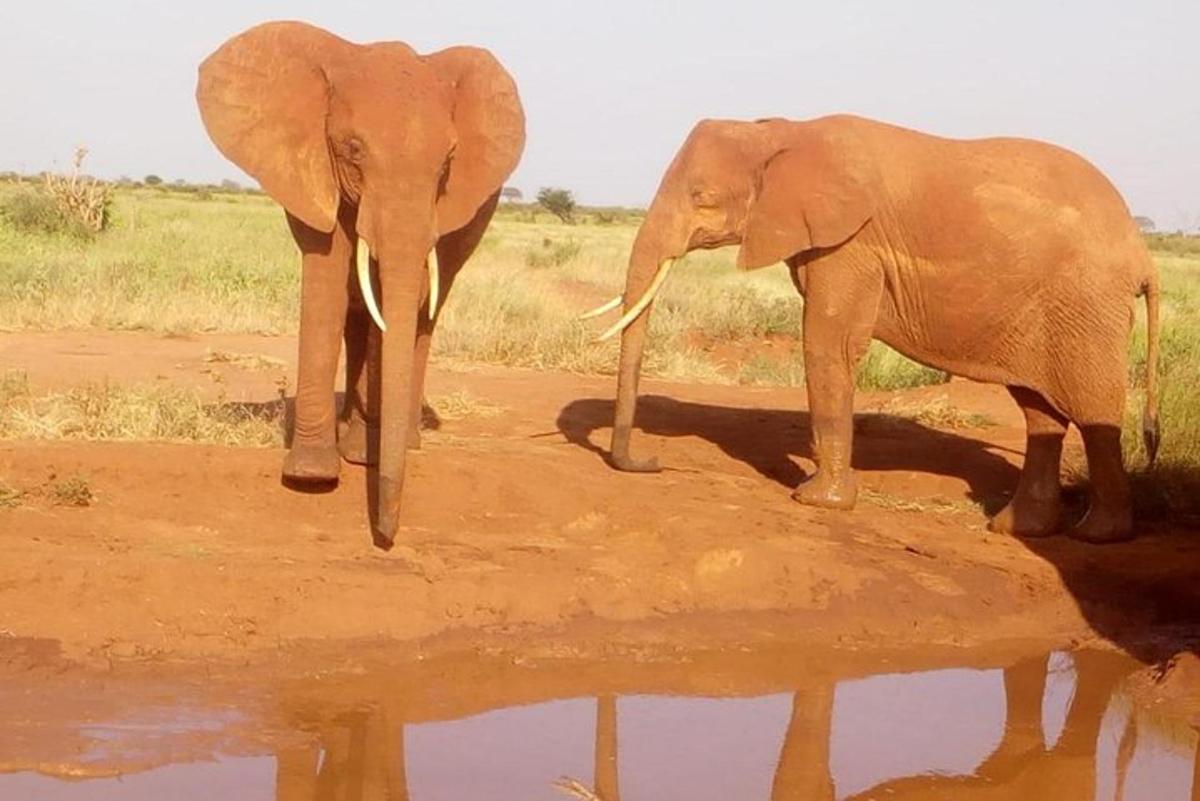 two elephants standing on the dirt near a body of water