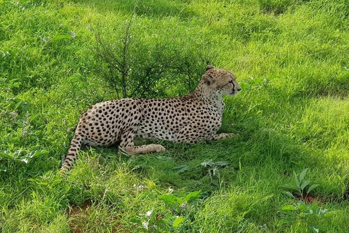a cheetah laying in a field of grass