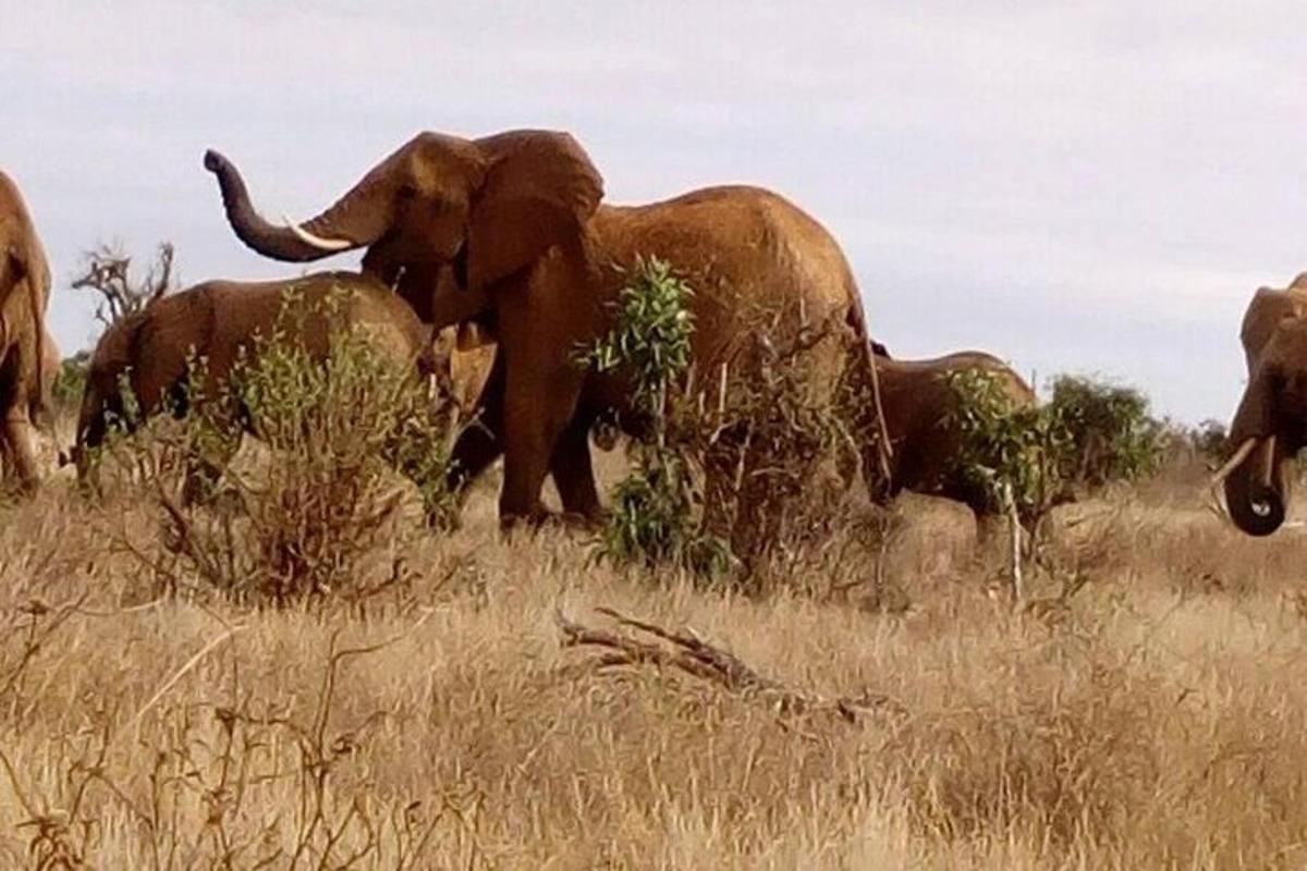 a group of elephants standing in a field