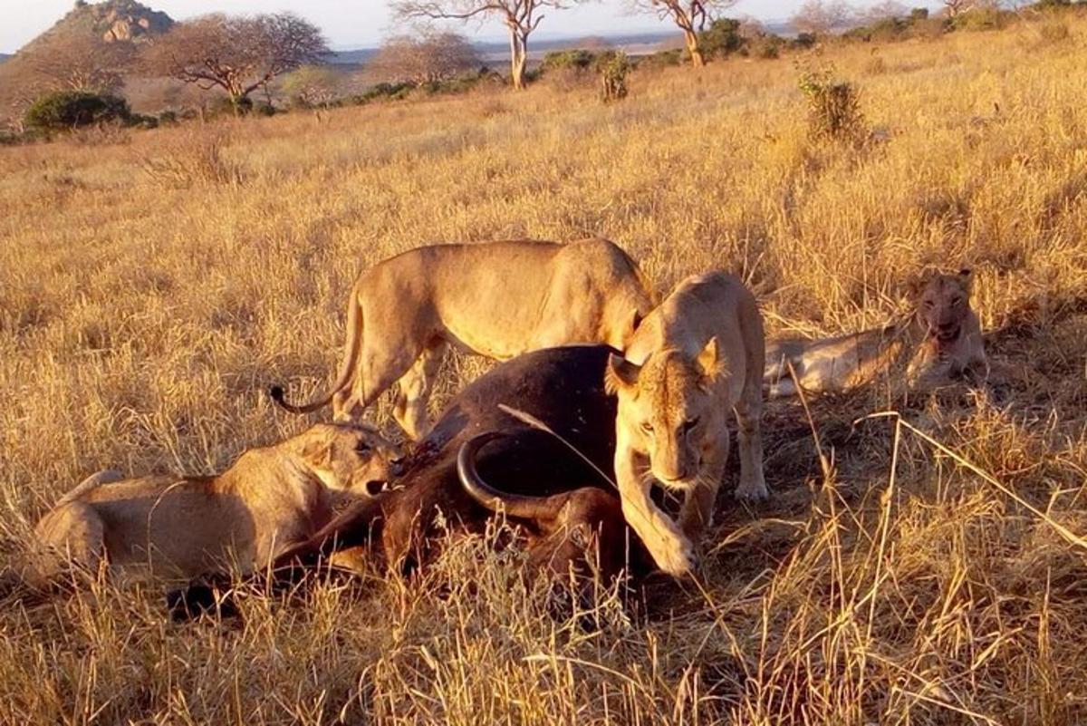 a group of animals laying down in the grass