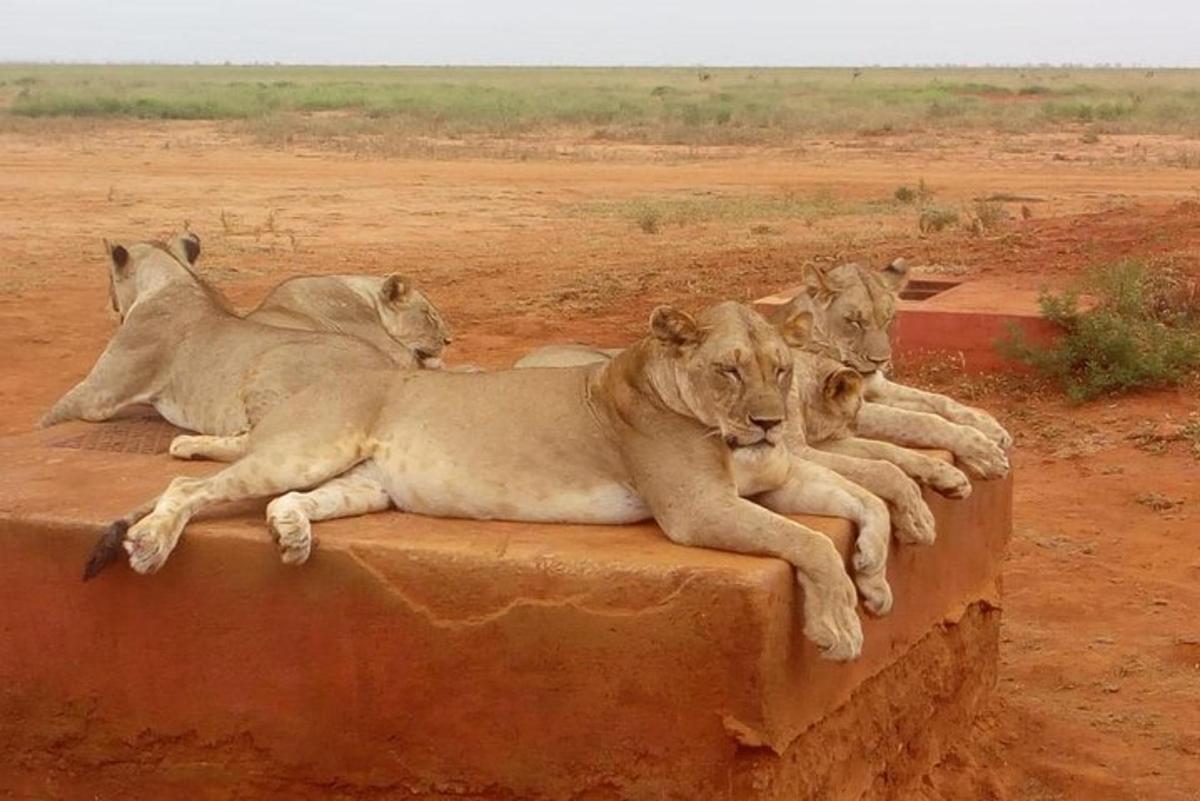 three lions laying on a rock in the desert