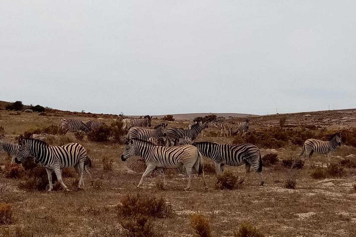 una mandria di zebre che cammina in un campo