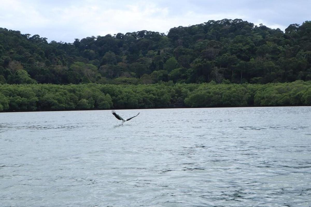 un pájaro volando sobre un cuerpo de agua