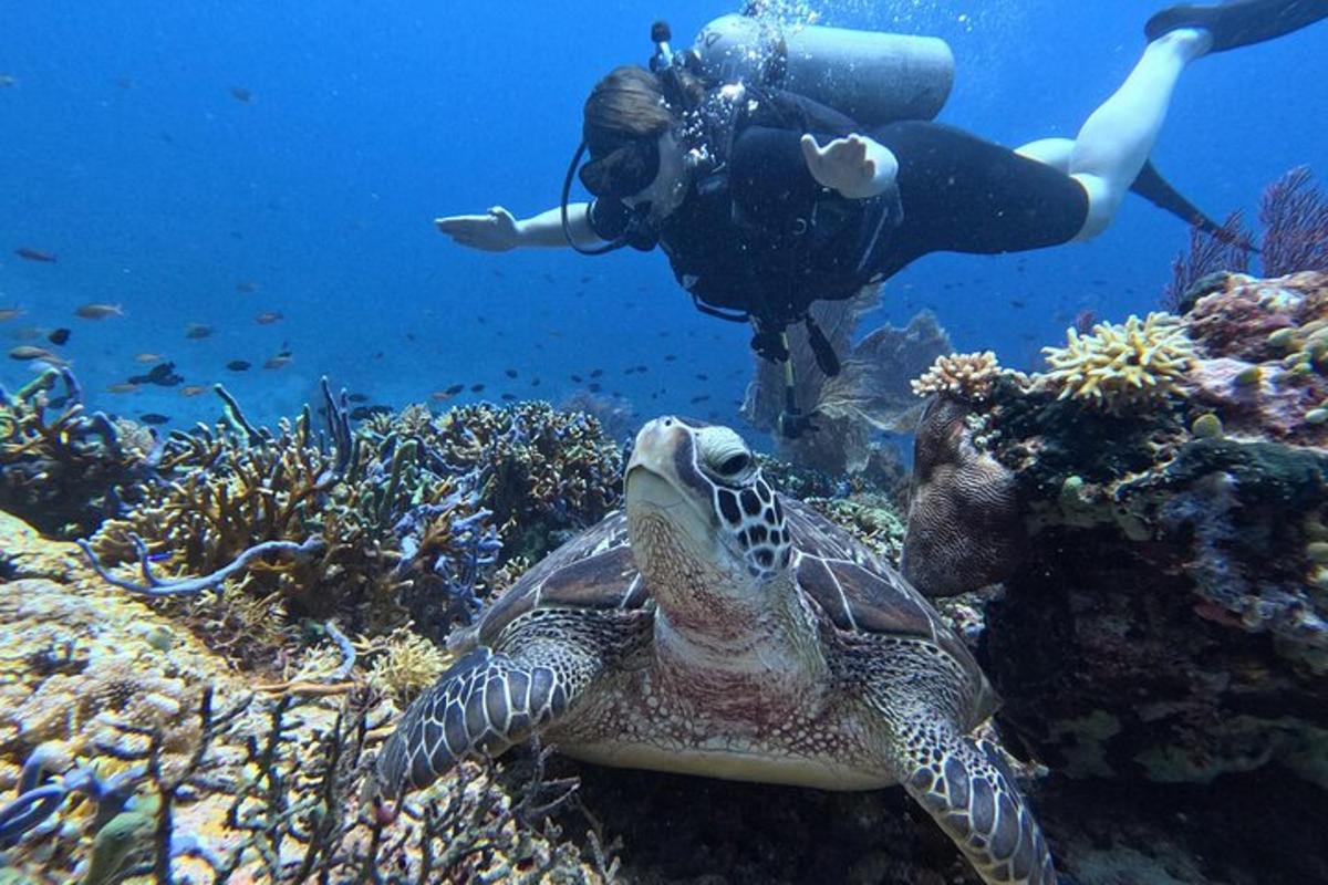 a person taking a picture of a turtle in the ocean