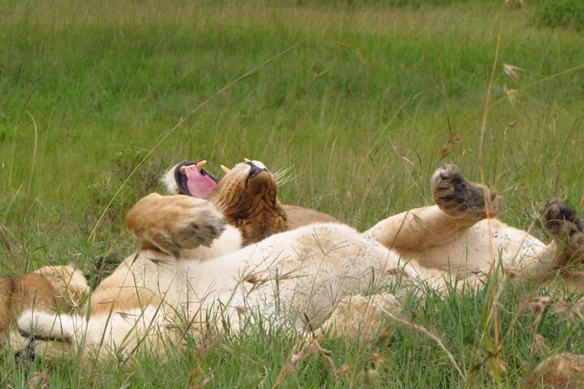 Un grupo de leones tumbados en la hierba