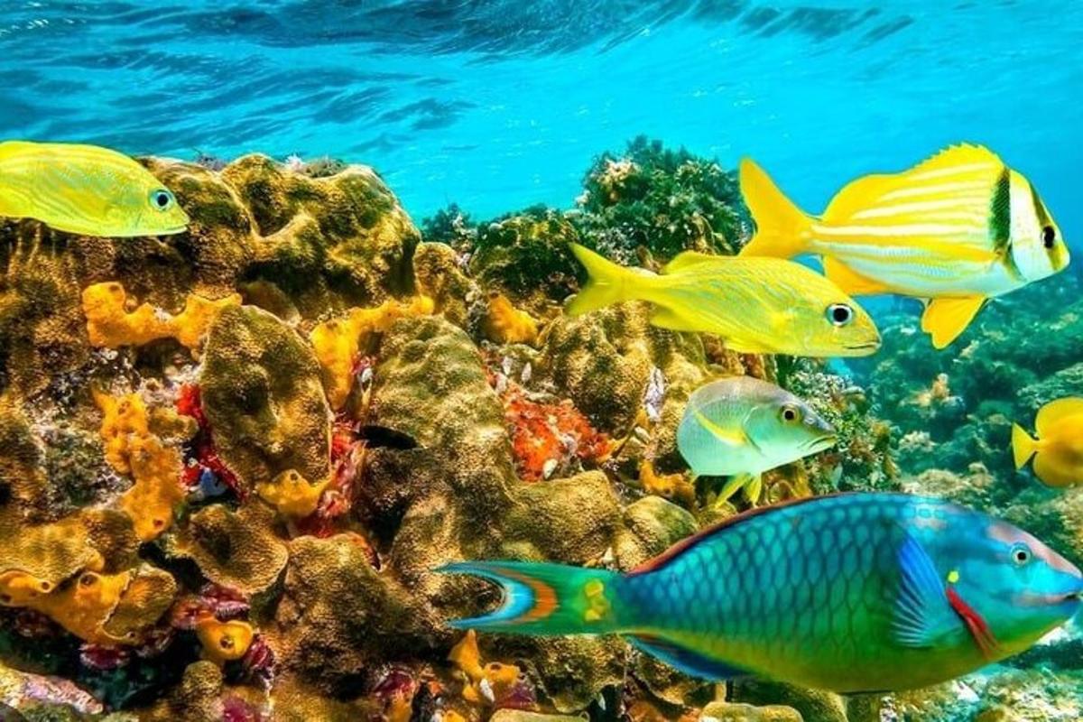 un grupo de peces nadando sobre un arrecife de coral