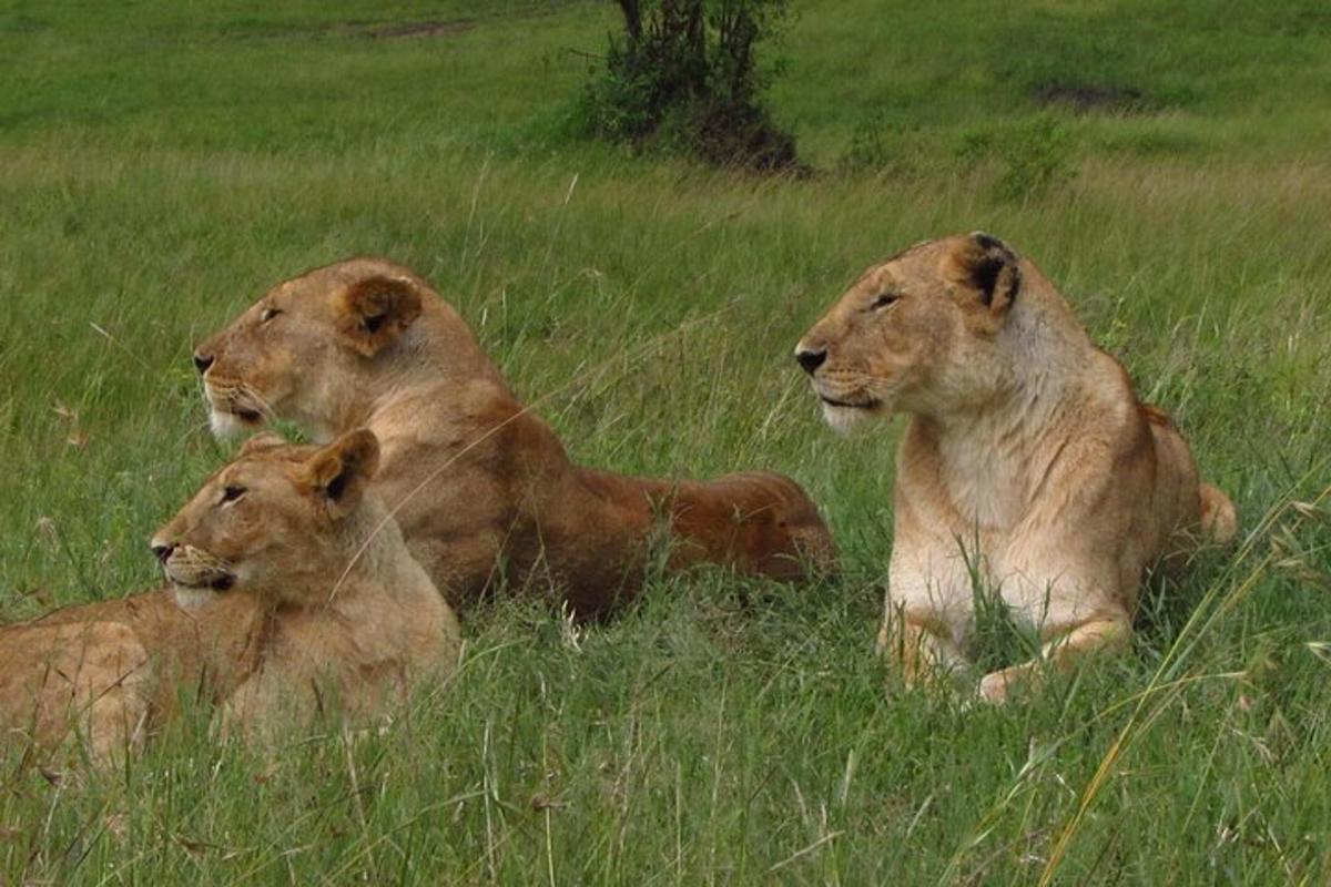 Tres leones tumbados en la hierba de un campo