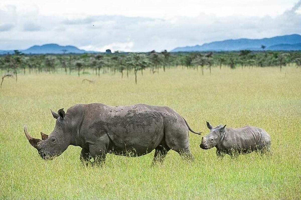 Dos rinocerontes de pie en un campo de hierba