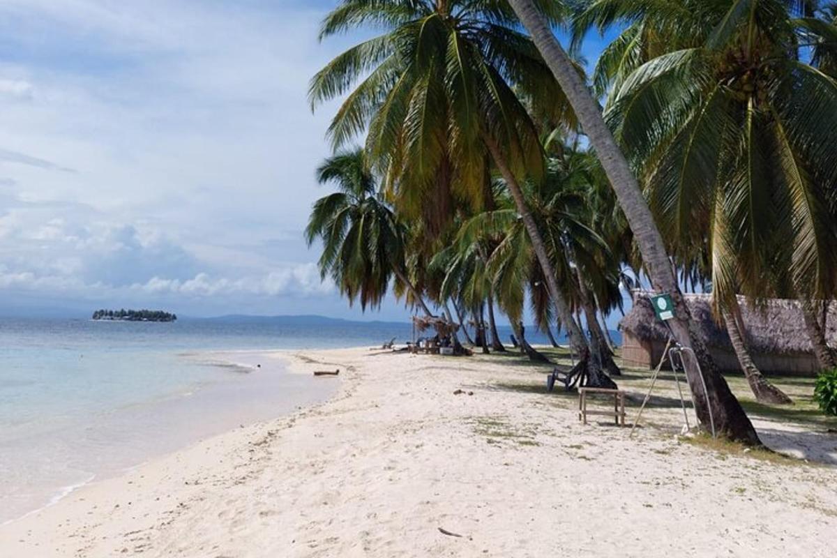 a sandy beach with palm trees and the ocean