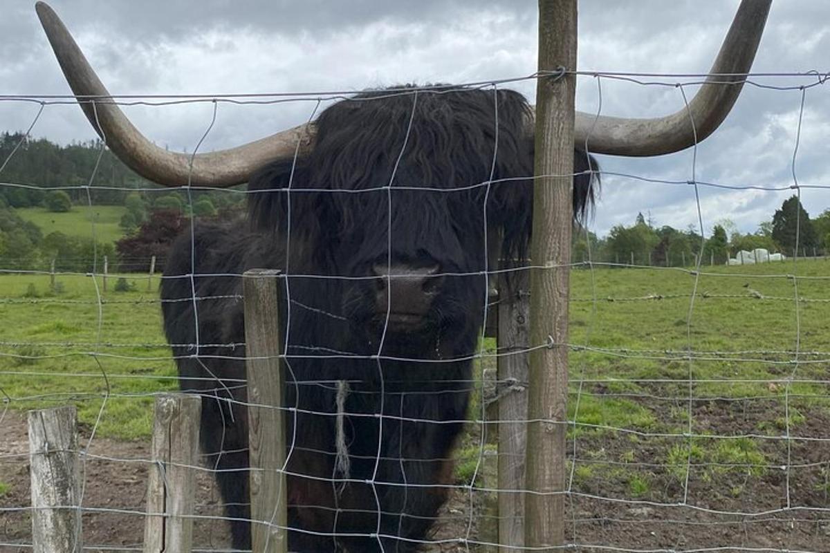 a bull with large horns standing behind a fence