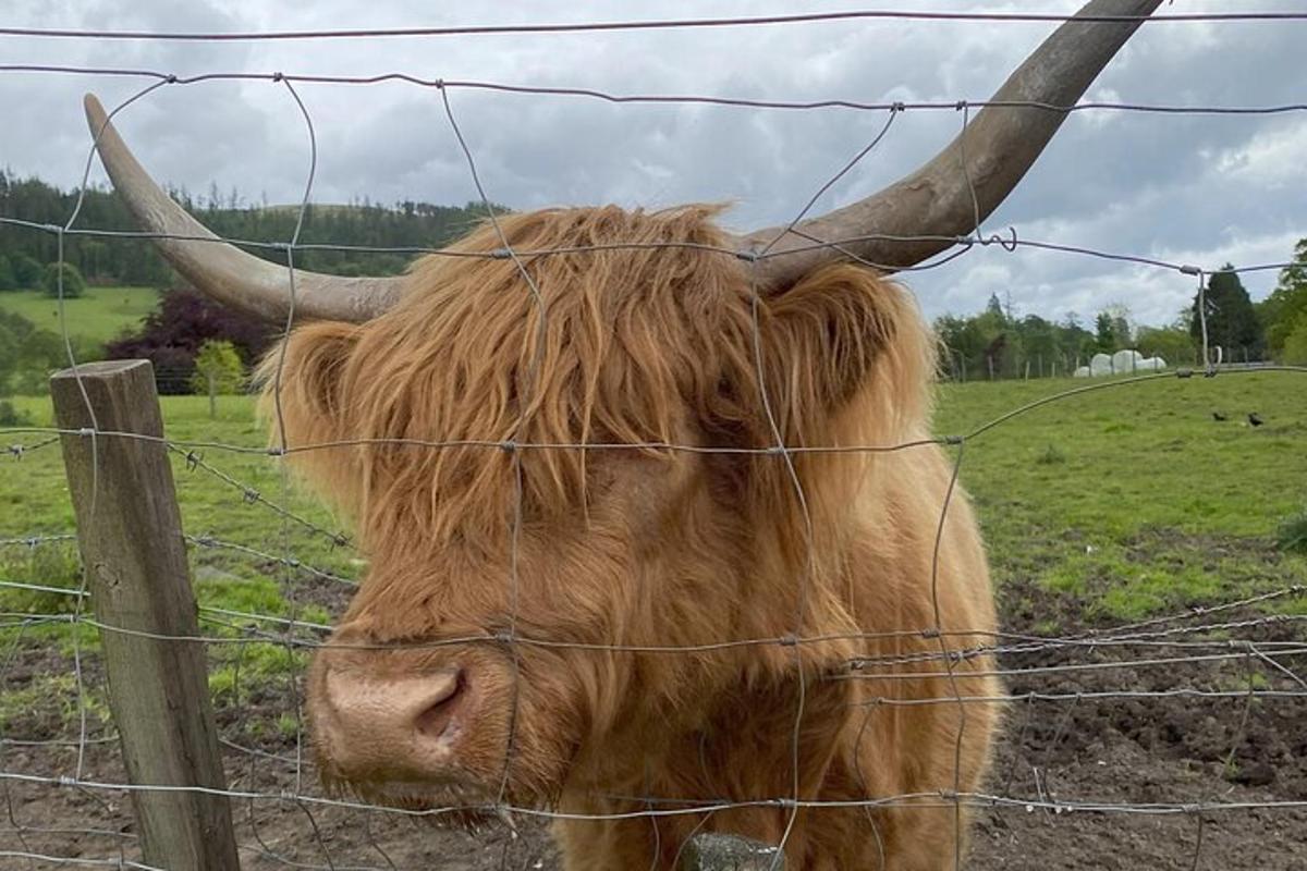 uma vaca com chifres em pé atrás de uma cerca